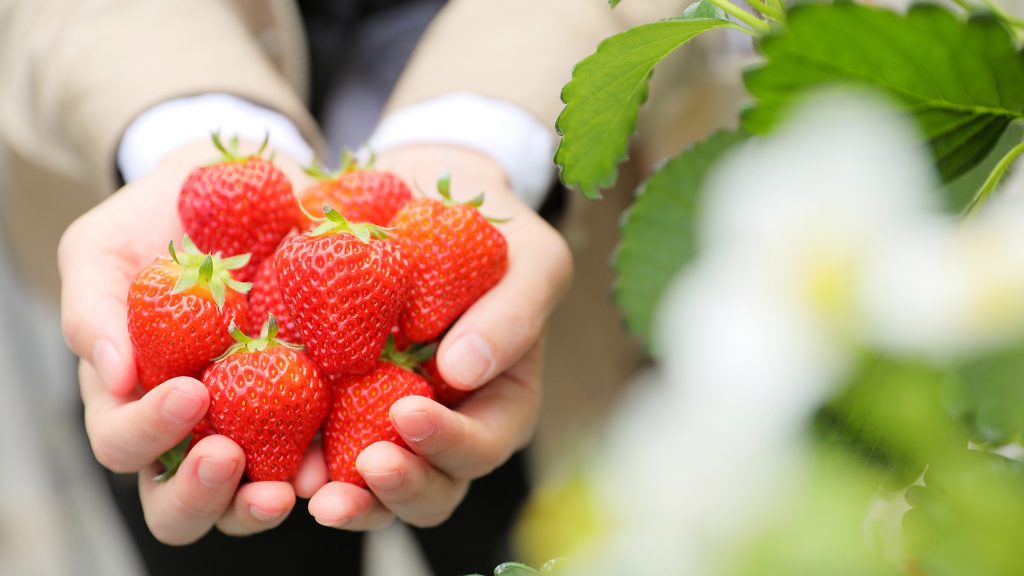 21年最新 宮城県内のイチゴ狩り体験9選 日刊せんだいタウン情報s Style Web