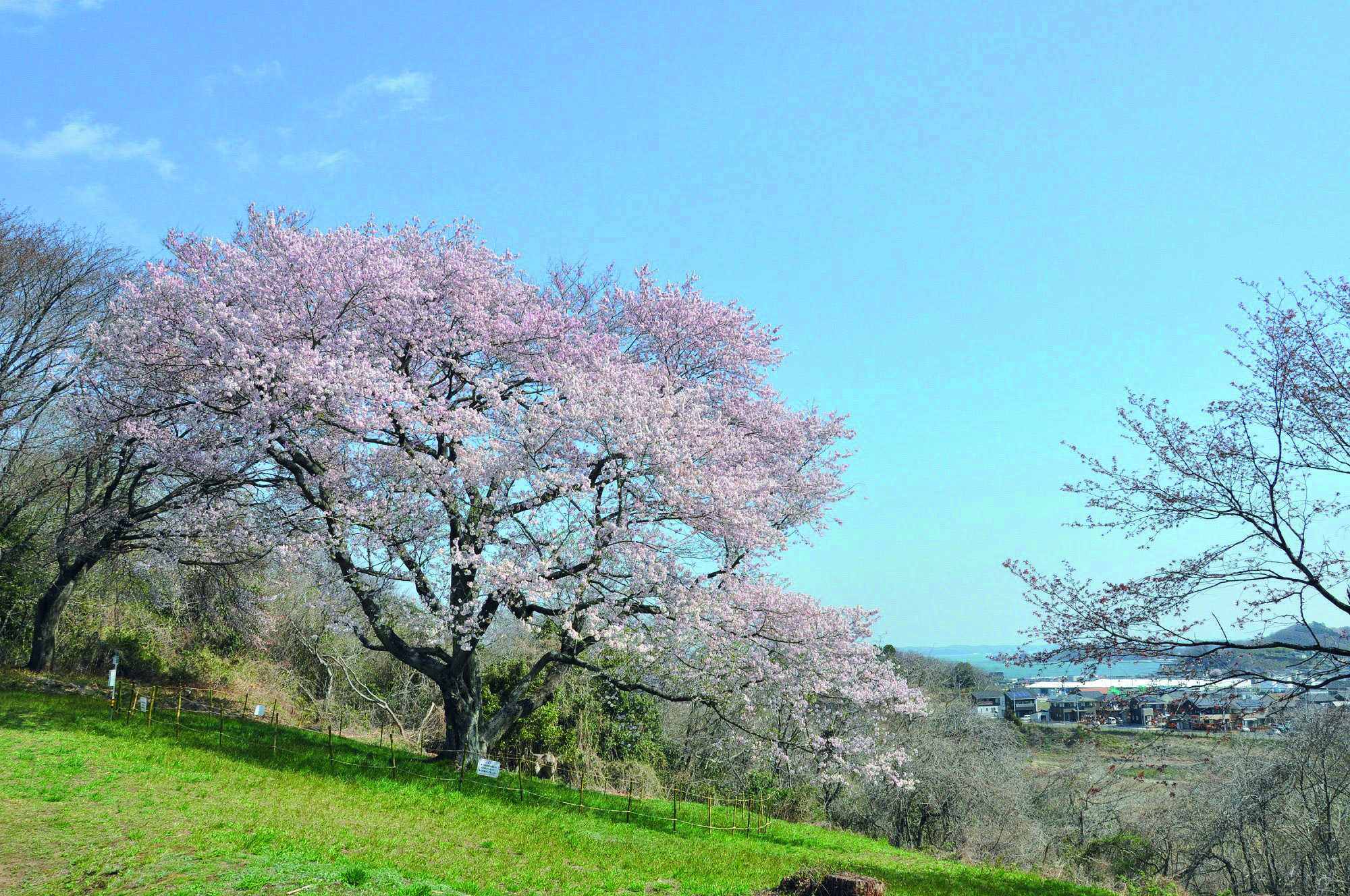 おすすめ花見スポット 七ヶ浜町 塩竈市 多賀城市 編 日刊せんだいタウン情報s Style Web