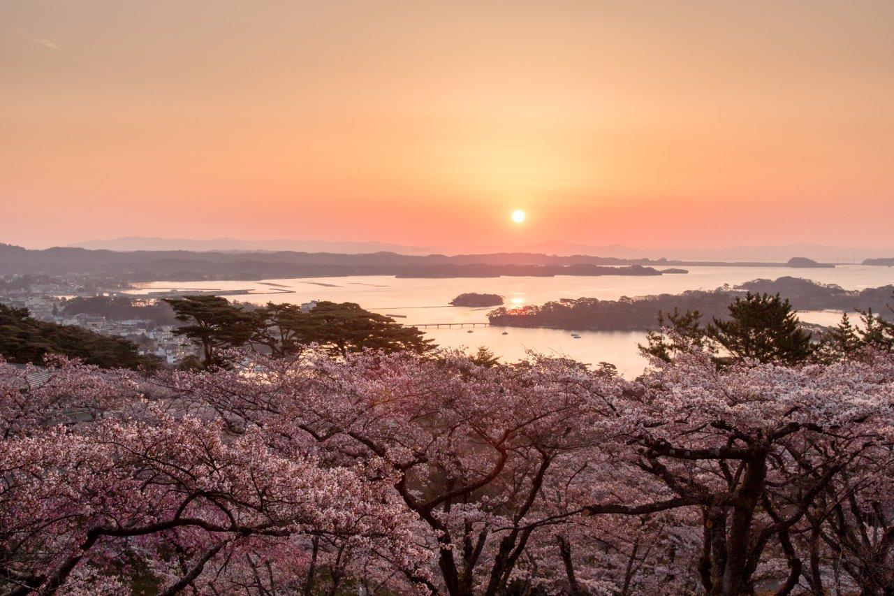 おすすめ花見スポット 東松島市 松島町 大衡村 利府町 編 日刊せんだいタウン情報s Style Web