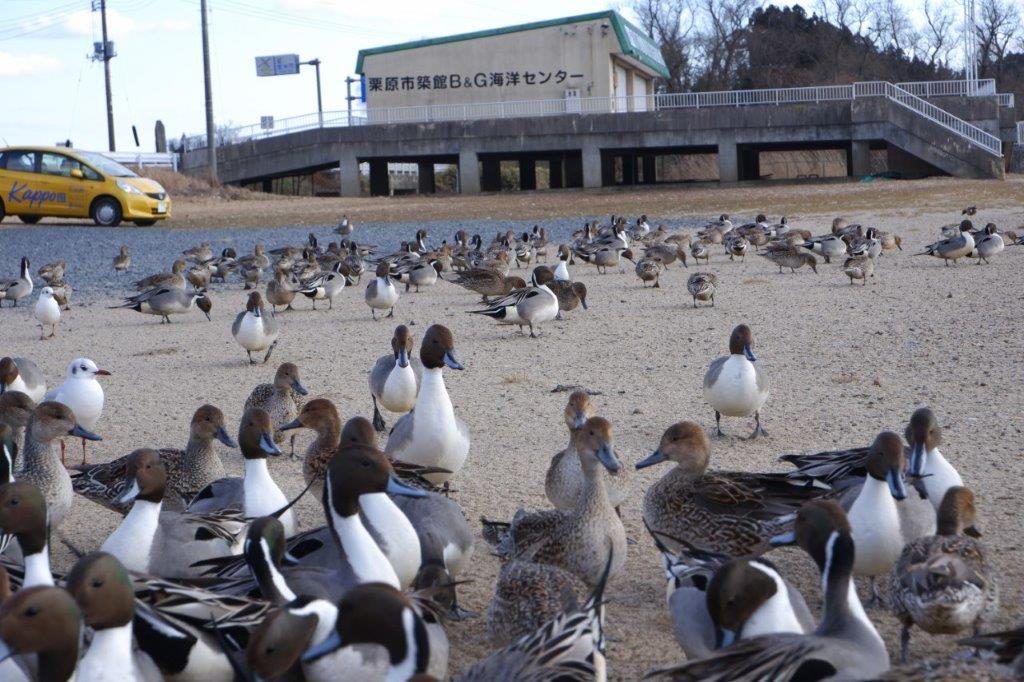 場所紹介付き 伊豆沼 内沼で冬鳥の大群を発見 100円でエサやりも体験できた 日刊せんだいタウン情報s Style Web