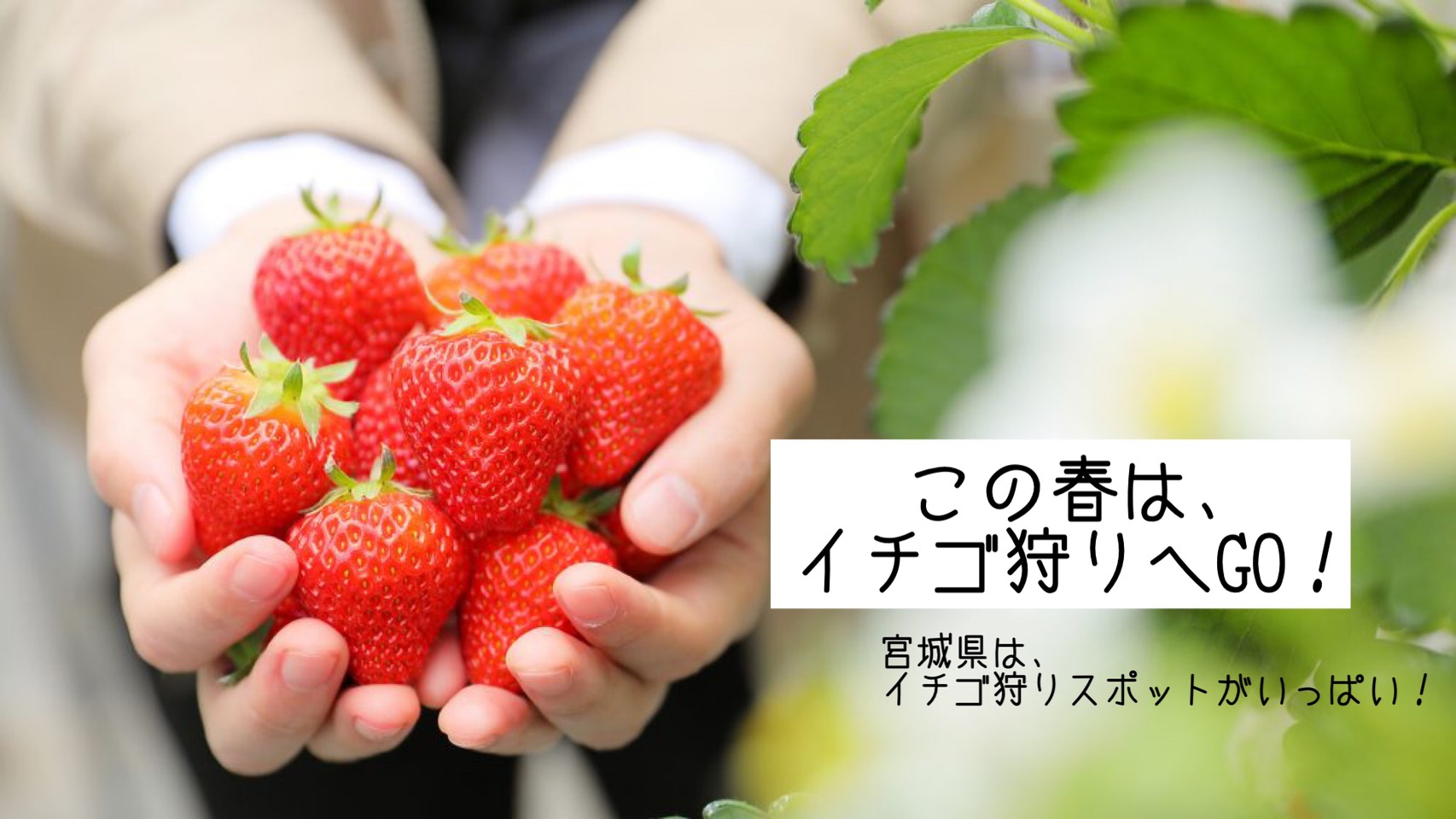 21年最新 宮城県内のイチゴ狩り体験9選 日刊せんだいタウン情報s Style Web