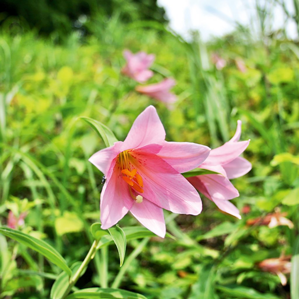 みやぎ蔵王ハーモニー花回廊 美しく澄んだ 水守の郷 で春の訪れを告げる花 七ヶ宿町 日刊せんだいタウン情報s Style Web