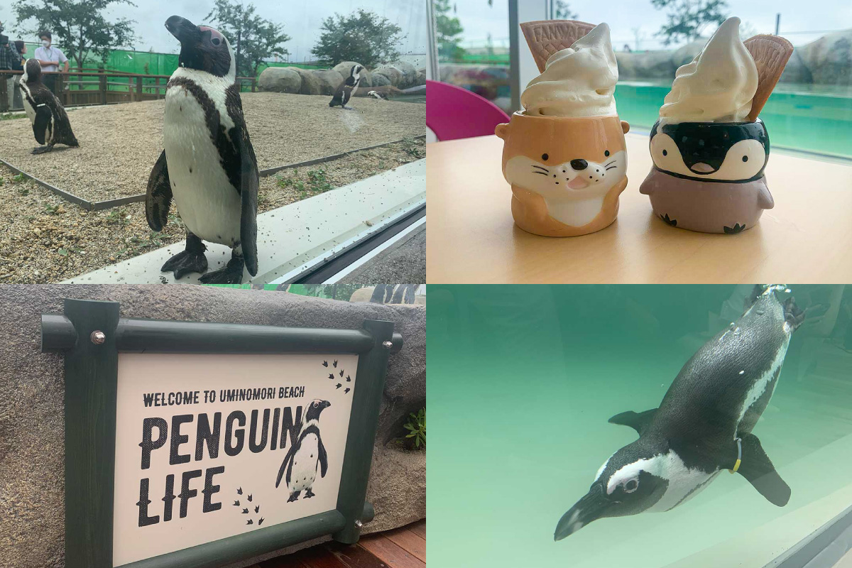 ペンギン好きは絶対行って！『仙台うみの杜水族館』初のゾーン