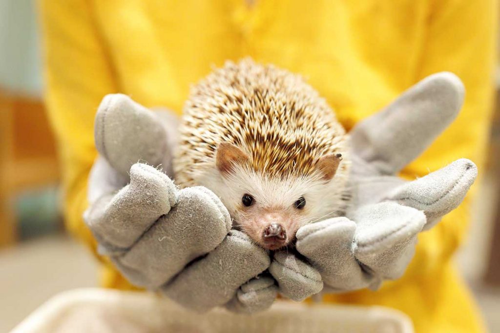 夏休みのおでかけに！】動物とのふれ合いが楽しめる宮城の穴場スポット9選 | 日刊せんだいタウン情報S-style Web