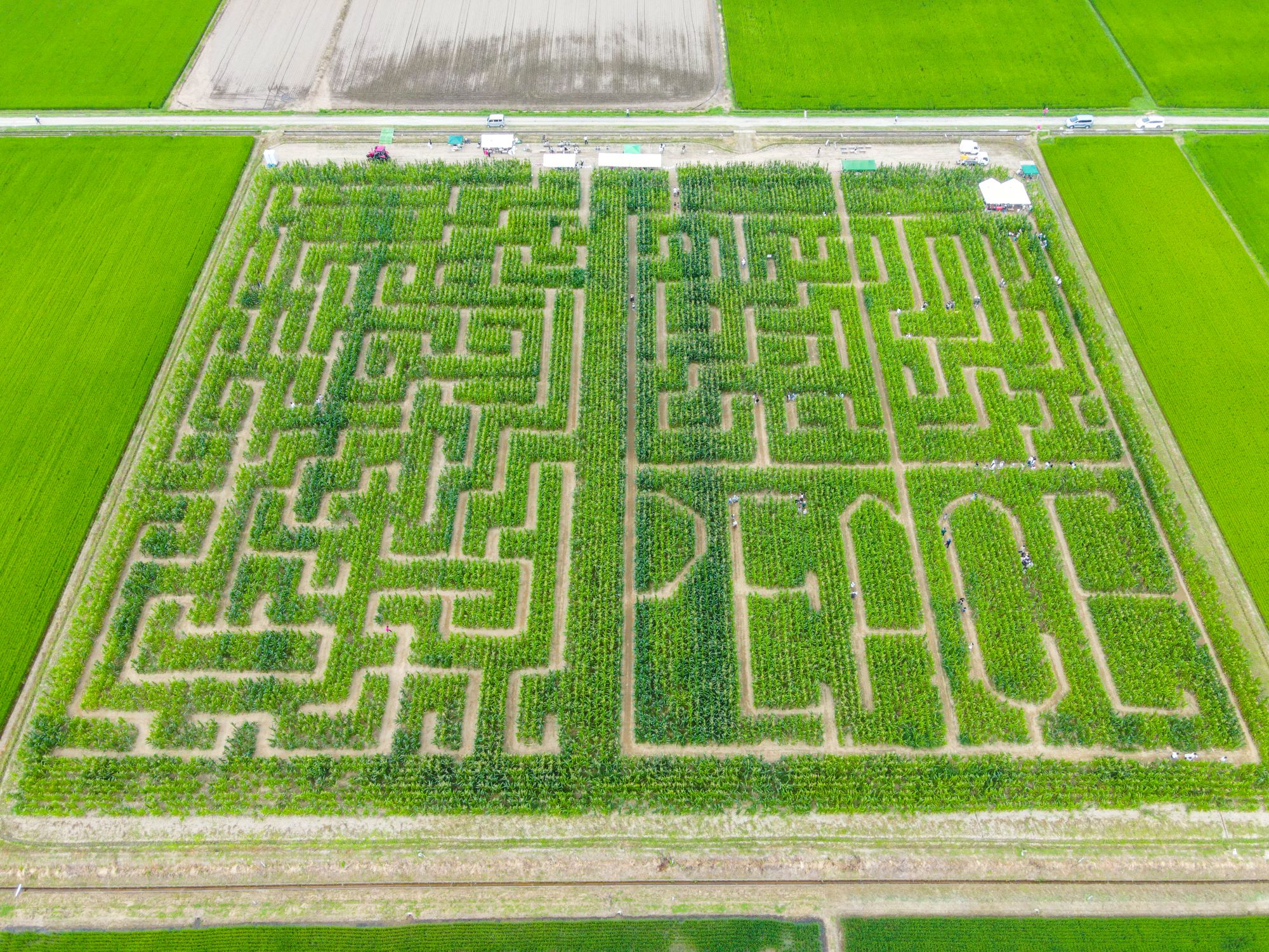 涌谷町】真夏のとうもろこし巨大迷路「ゴールドデント777WAKUYA2023