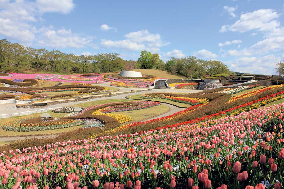 宮城県川崎町】『国営みちのく杜の湖畔公園』で春の花フェスタ2024&