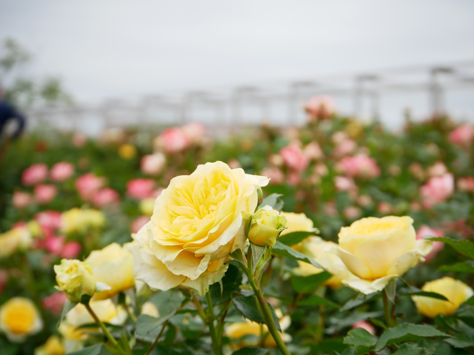 ★バラ売りOK★　雑誌いろいろ 色とりどりのバラが咲き誇る！『せんだい農業園芸センターみどりの杜