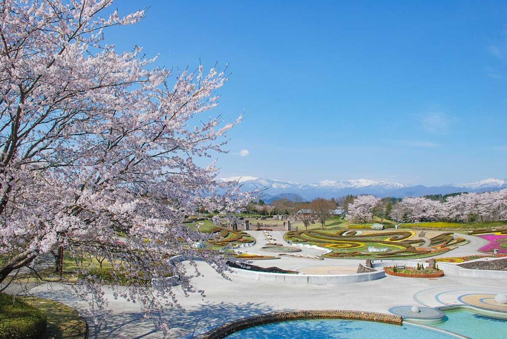 色とりどりの花畑♪】国営みちのく杜の湖畔公園 春の花フェスタ