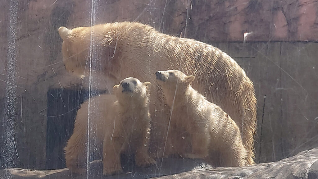 八木山動物公園でホッキョクグマの双子公開 昨年12月誕生、愛称