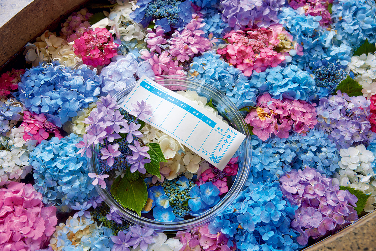 艶やかなグラデーション】柴田町の「 第12回 しばた紫陽花まつり